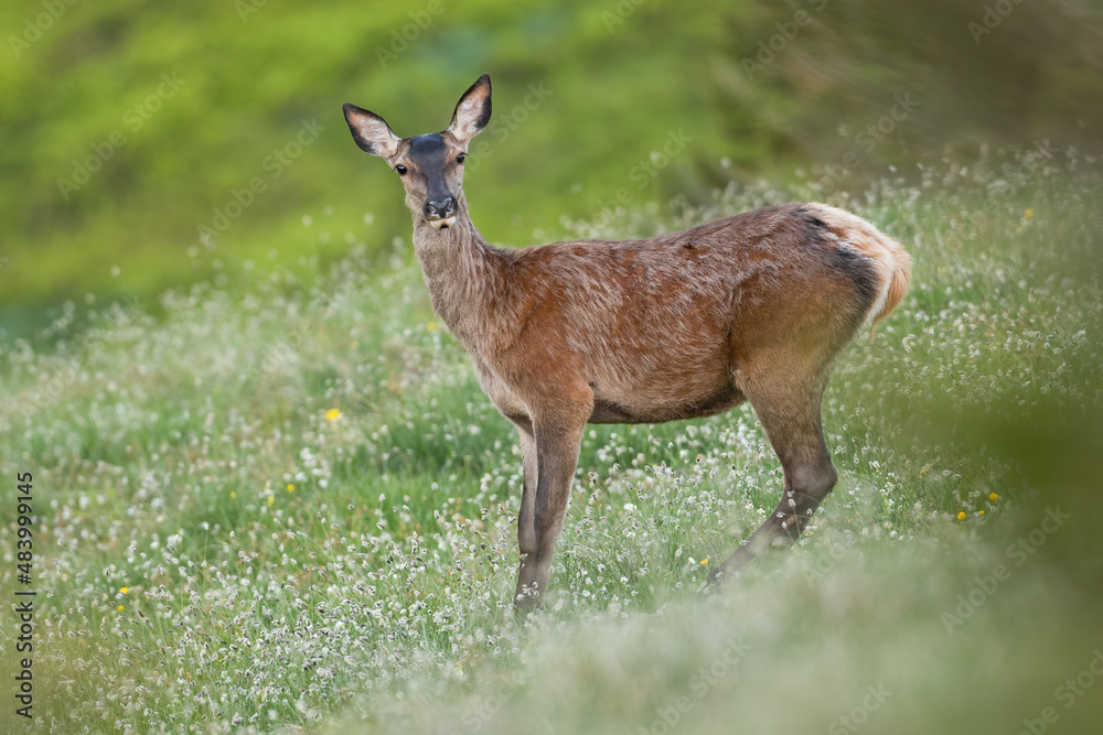 Red deer, cervus elaphus, female looking to the camera on blossom meadow. Brown hind standing on bloom wildflowers from side. Wild mammal watching on glade.
