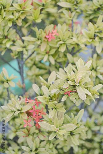 Romaantic pink blooming asoka flower