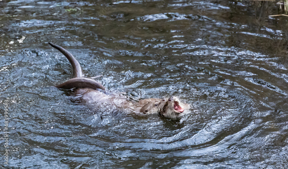 Obraz premium Fischotter 