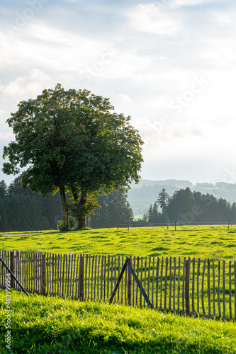 A beautiful shot of a  green field with tree and fance in the afternoon 