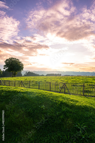 A beautiful shot of a  green field with tree and fance in the afternoon 