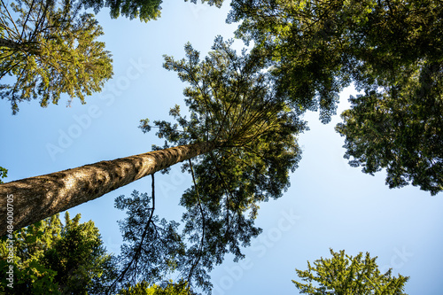 A beautiful shot of a forest during the day