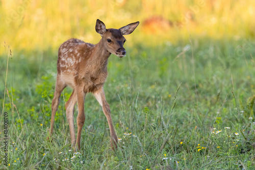 Obraz na płótnie Little red deer, cervus elaphus, walking on wildflower meadow in summer. Brown cub standing on grassland with sunlight. Young spotted mammal moving on glade. w salonie