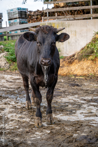 black and white cow