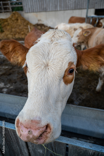 A vertical shot of a cow in a farm during the day