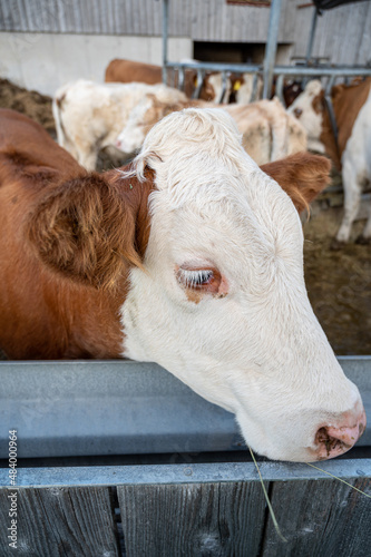 A vertical shot of a cow in a farm during the day