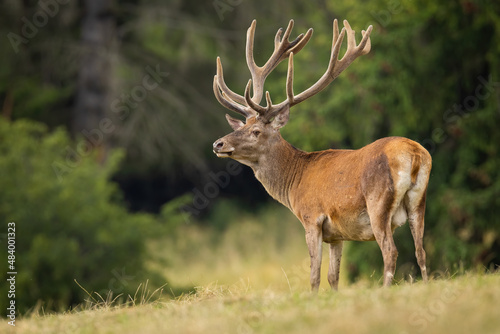 Photo Red deer, cervus elaphus, with new velvet antlers standing on field