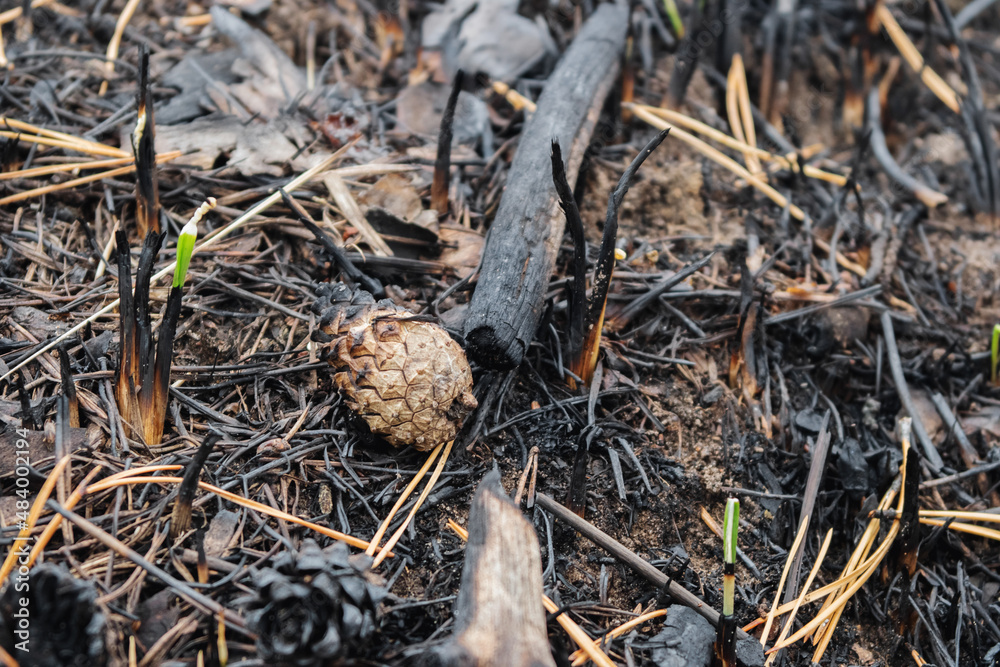 Charred forest ground after fire. Charred forest ground after fire.
