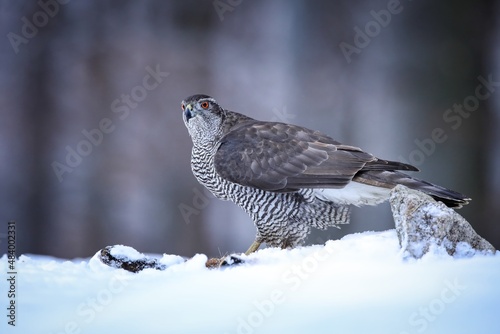 Northern goshawk, accipiter gentilis, sitting on snow in winter from side. Wild raptor looking on snowy meadow. Feathered animal standing next to dead prey.