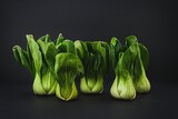 Bunch of organic green Baby Bok Choy or Brassica rapa chinensis on black background. Popular Chinese vegetable for Asian cuisine.Healthy vegetarian and vegan eating.