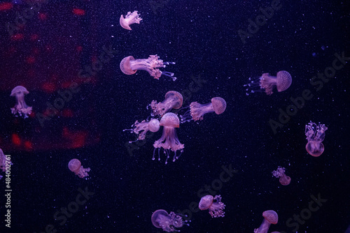 macro of a beautiful jellyfish phyllorhiza punctata