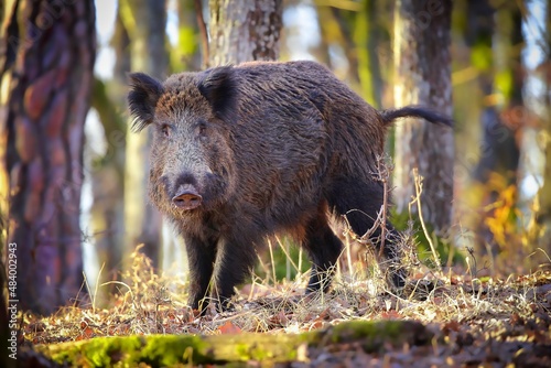 Wild boar, sus scrofa, looking to the camera in forest in sunlight. Large brown pig standing in woodland in spring light. Big mammal watching in green wilderness.