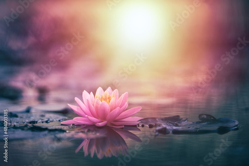 Papier peint Lotus flower in water with sunshine
