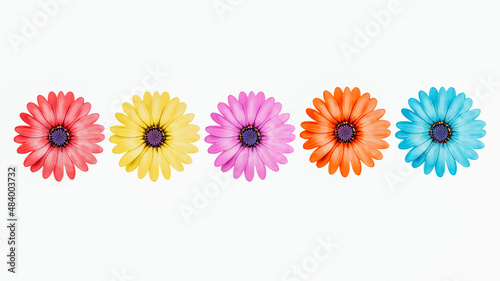  Osteospermum flowers isolated on white. Pink  yellow  violet  red and blue color petal flowers. Daisybushes or African daisies  South African daisy and Cape daisy.