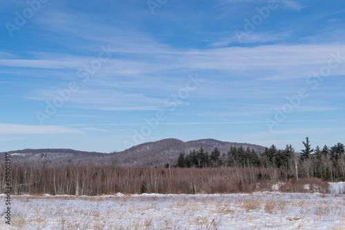 snow covered trees