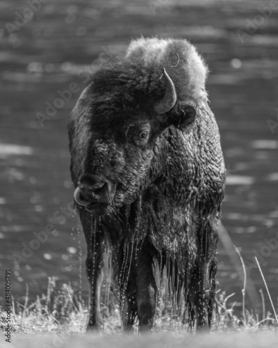 american buffalo in the park