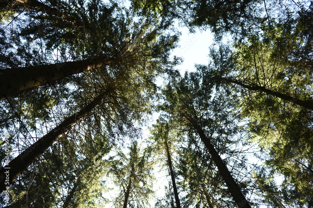 Fototapeta premium trees and sky. trees in the forest 
