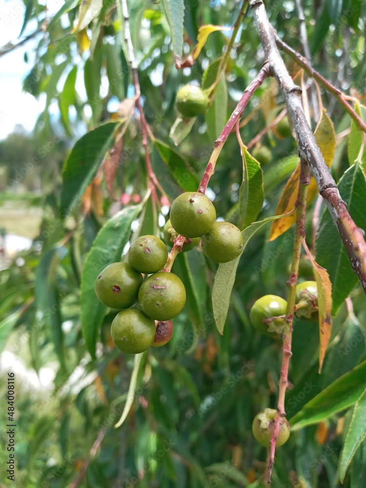 green olives on tree green olives on tree