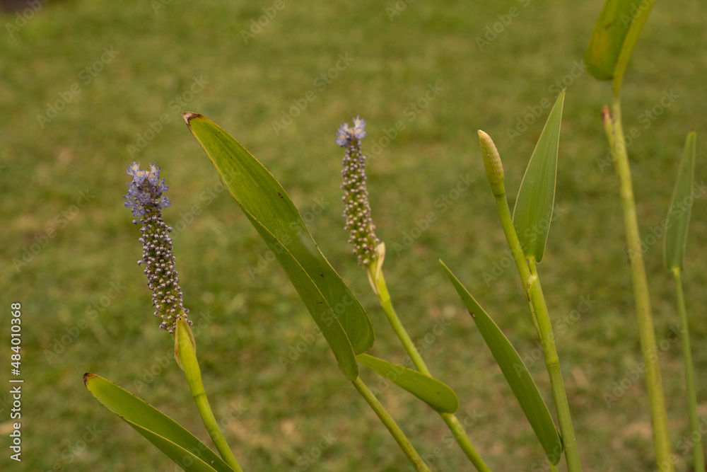 Closeup view of Pontederia cordata, also known as pickerel weed, tubular purple flowers and green leaves, growing in the pond in the garden.