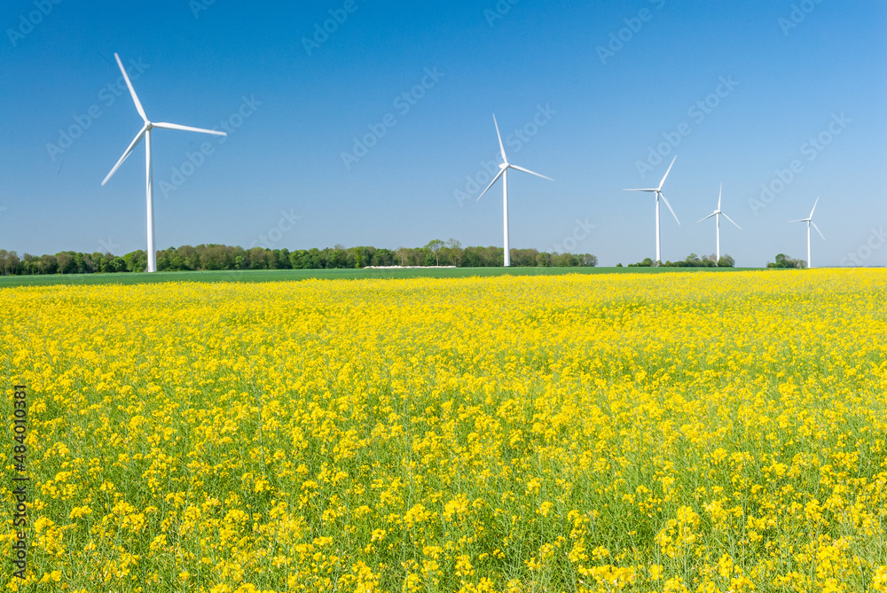 Parc éolien des Monts Bergerons dans la Somme..6 éoliennes de 2 mégawatts. Champ de colza en fleur au 1er plan Parc éolien des Monts Bergerons dans la Somme..6 éoliennes de 2 mégawatts. Champ de colza en fleur au 1er plan