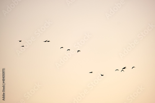 Fotografia Big flock of crow birds flying against clear sky