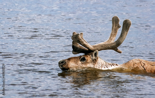 Horned reindeer swims across the river during the spring migration.