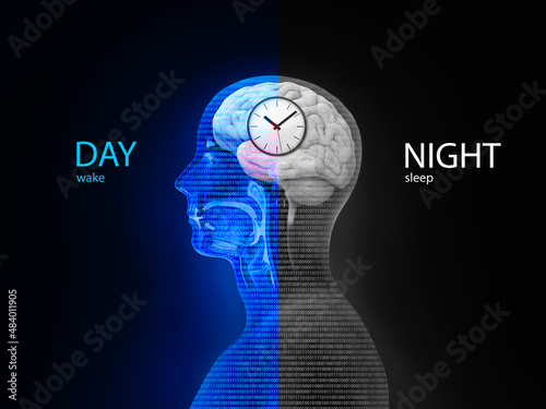 The circadian rhythm and sleep-wake cycle: how exposure to sunlight regulates melatonin secretion in the human brain and body processes, 3d render, illustration photo