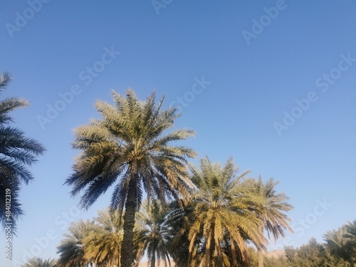 palm trees against blue sky © عيون ميدو