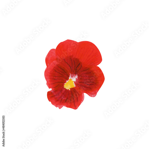 watercolor illustration of red pansy flowers on isolated white background