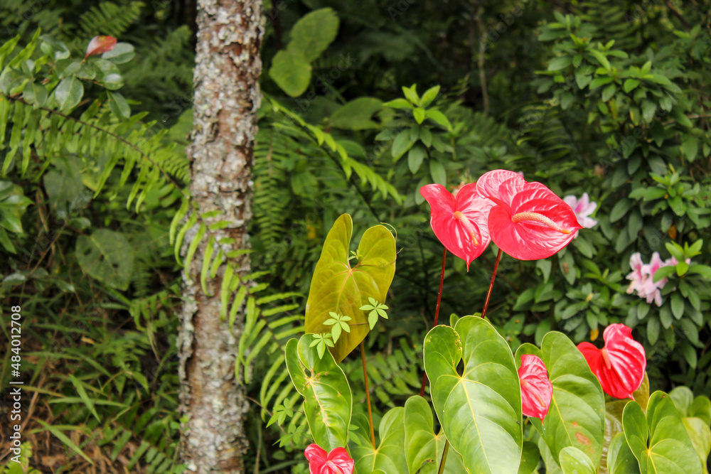 A Flamingo Lily aka Anthurium andraeanum blooming in a tropical rainforest at the Cameron Highlands in Malaysia.
