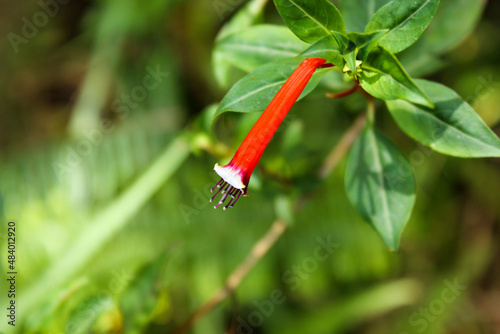 The red flower of the Mexican Cigarplant aka Cuphea ignea in a tropical rainforest in Cameron Highlands in Malaysia. photo