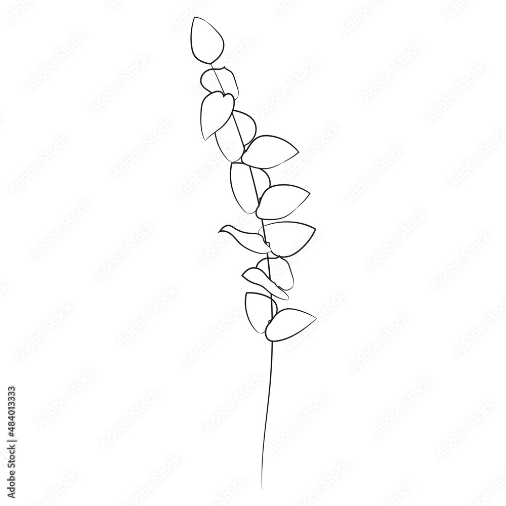 Eucalyptus branch in a linear style on a white background.Botanical design. Black outline. Eucalyptus branch in a linear style on a white background.Botanical design. Black outline.
