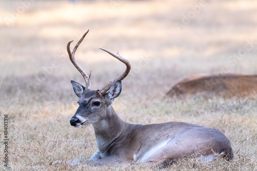 Male white-tailed buck deer Odocoileus virginianus with tall antlers laying down in suburban Texas backyard.