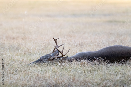 Male white-tailed buck deer Odocoileus virginianus with tall antlers laying down in suburban Texas backyard.