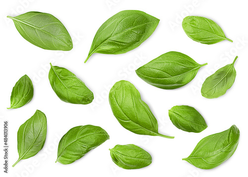collection of fresh basil leaves on a white isolated background