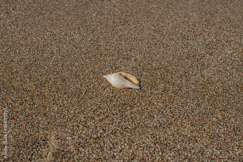 A shell lying on a sandy beach - Mediterranean Sea 