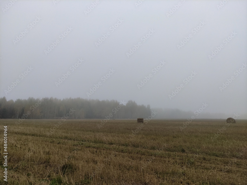 Naklejka premium fog in an endless field