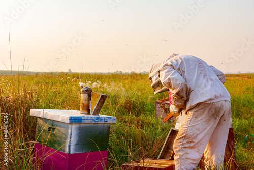 Apiarist, beekeeper is checking bees on honeycomb wooden frame
