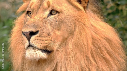 Fototapeta Naklejka Na Ścianę i Meble -  Close-up portrait of a lion