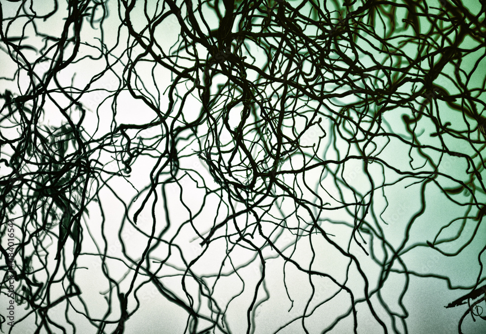 Obraz premium Twisting branches of a beautiful tree against the sky, green abstract background