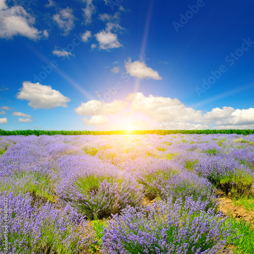 Lavender flower field and sunrise 