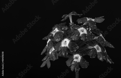 Flowers on a black background monochrome image.