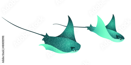 Manta ray fishes, oceanic animals, sea creatures vector illustration. Turquoise eagle ray fishes, mobula scube abstract vector. Eagle or devil fish couple, underwater stingray giant ocean animals.