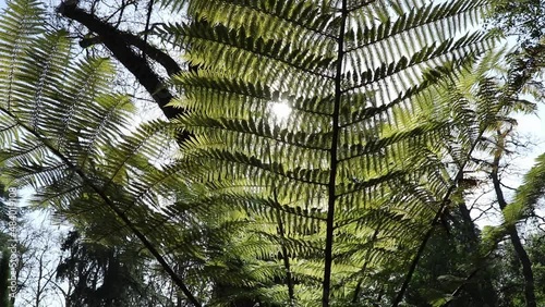 Sphaeropteris excelsa or Cyathea brownii or Norfolk tree fern or smooth tree fern in the forest. photo