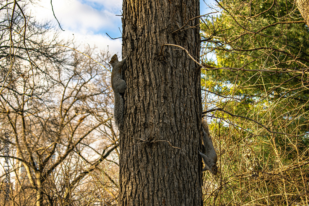 ardillas y arbol