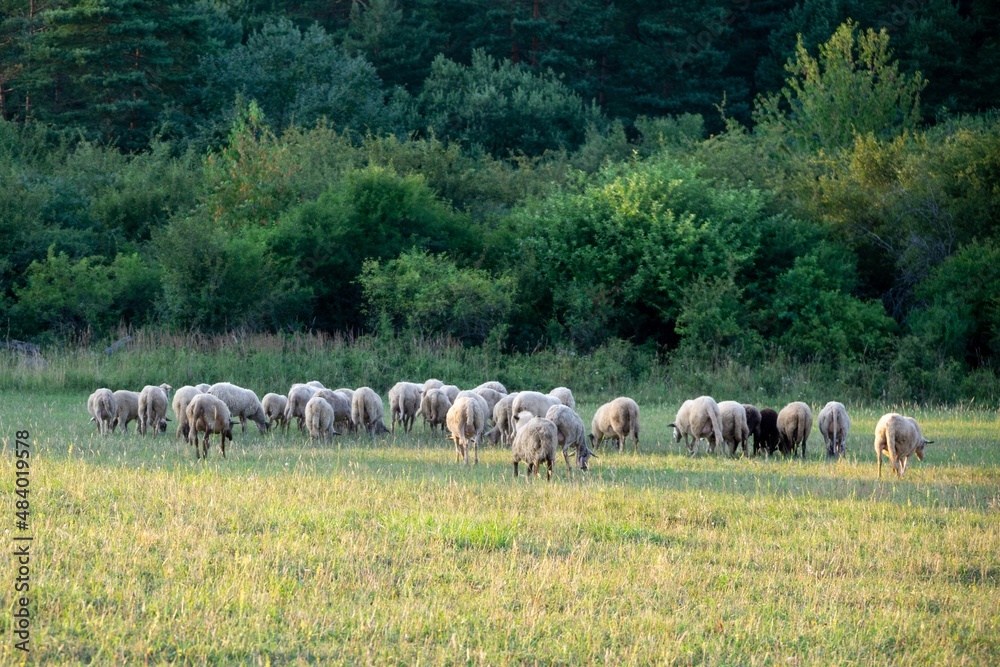 Obraz premium Sheep on the meadow eating grass in the herd. Slovakia