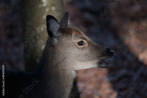 Jeune Cerf dans la forêt, baigné par le soleil