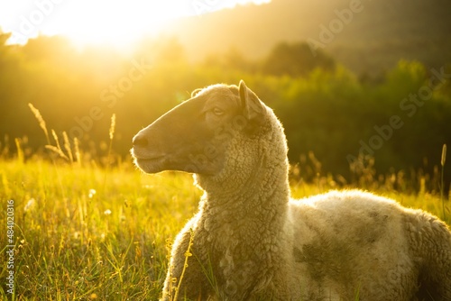 Sheep on the meadow eating grass in the herd during colorful sunrise or sunset. Slovakia