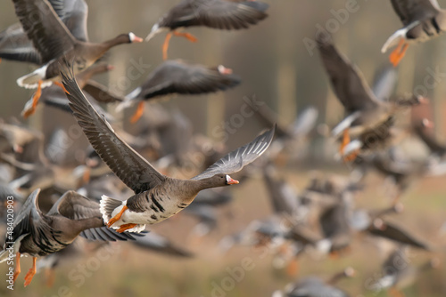 A group of Greater White-fronted Goose (Anser albifrons) in flight.   Gelderland in the Netherlands.                                           photo