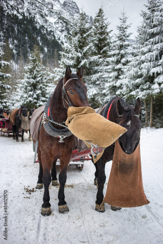 A pair of horses in the mountains